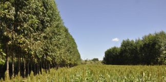 Tecnologia da Embrapa quer integrar pecuária e lavoura