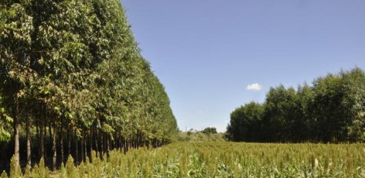 Tecnologia da Embrapa quer integrar pecuária e lavoura