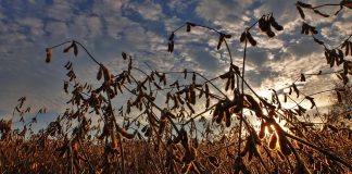 As pistas estão no agronegócio