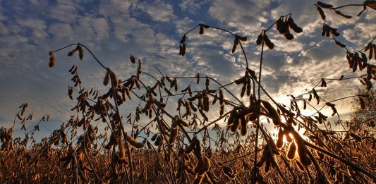 As pistas estão no agronegócio