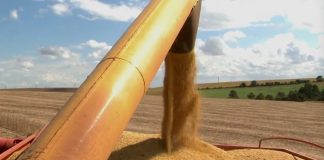 Brasil deve produzir 25,1% a mais de grãos em 2017, prevê IBGE