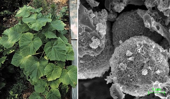 Folhas caídas no outono viram material de alta tecnologia para eletrônica e energia