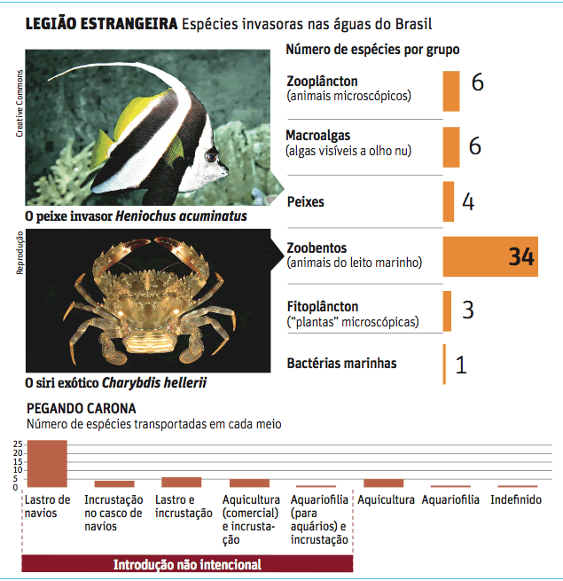 Maioria das espécies invasoras chega ao Brasil de navio