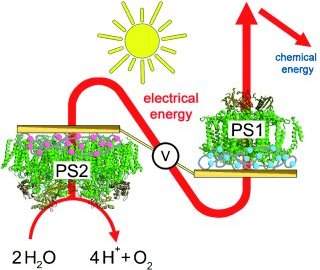 Biocélula híbrida usa materiais biológicos e sintéticos