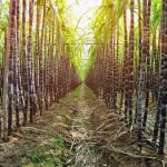 Etanol brasileiro pode substituir 13,7% do petróleo consumido