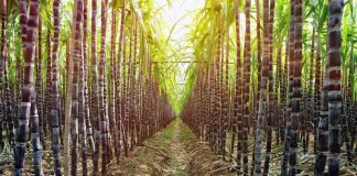 Etanol brasileiro pode substituir 13,7% do petróleo consumido