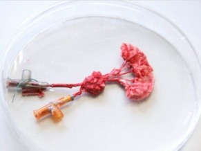 Cientistas criam pele humana