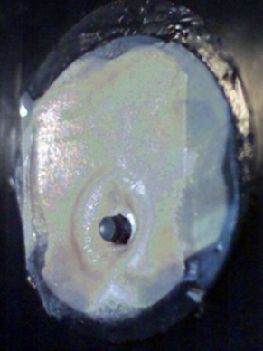 Cientista norte-americano e artista holandesa criam pele à prova de bala