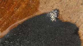 O ouro verde da Colômbia