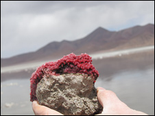 Lago na Argentina reproduz condições primitivas da Terra