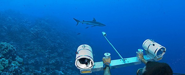 Como medir um tubarão com segurança