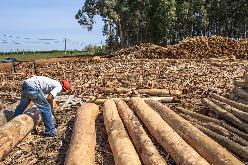 Estudo indica caminhos para Brasil zerar desmatamento na Amazônia