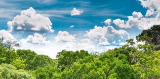 Sensores com inteligência artificial podem impedir o desmatamento ilegal