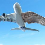 Aviões com asas metamórficas se parecerão mais com pássaros