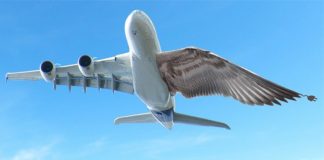 Aviões com asas metamórficas se parecerão mais com pássaros