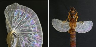 Asa bioinspirada abre, trava e fecha sem usar energia