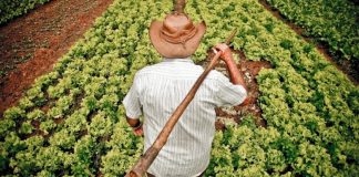 Censo aponta dificuldade em manter jovens no campo como obstáculo ao crescimento da agricultura familiar