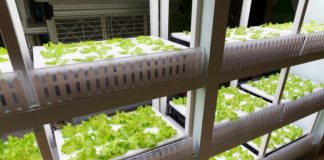 A agricultura vertical pode alimentar o mundo e mudar a indústria agrícola?