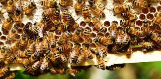 Europa proíbe uso de neonicotinóide, agrotóxico mais usado no mundo todo