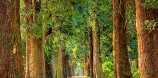 Material Técnico – Valoração de Áreas Ambientais – Estudo de caso