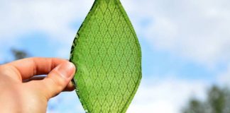 Essa é a primeira folha artificial capaz de criar oxigênio