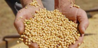 Pressionada por Trump, UE troca fornecedores de soja e prejudica Brasil