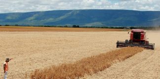 Brasil deve registrar safra recorde de grãos no ano que vem, projeta Conab