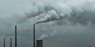 Algas podem transformar gases de efeito estufa em biomoléculas