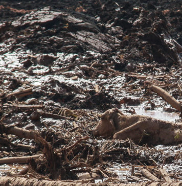 Rompimento da barragem em Brumadinho: entenda o que aconteceu e saiba como a engenharia pode evitar outras tragédias