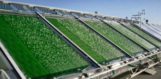 Físicos russos criam uma fórmula para produzir gasolina a partir de algas