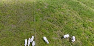 Pesquisadores vão usar drones para detecção e contagem de gado