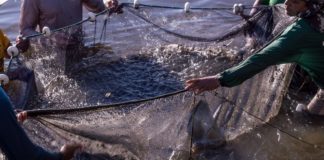 Como denunciar pesca irregular e outros crimes contra o meio ambiente?