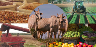 Como o agronegócio pode avançar mais no mercado global