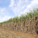 Produção brasileira de etanol pode deslanchar