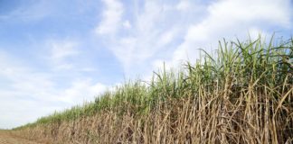 Produção brasileira de etanol pode deslanchar