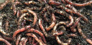 Pesquisa em cinco continentes mostra diversidade das minhocas e sua distribuição no planeta