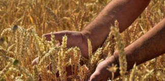 Artigo – Alimentos para o mundo