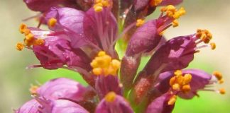 Brasil detém segunda maior base de dados de produtos naturais