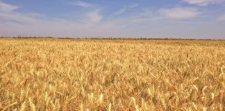 Brasil pode se tornar autossuficiente em trigo com tecnologia para produção no Cerrado