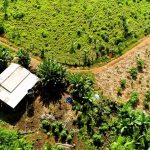 Startups da Amazônia impulsionam a bioeconomia