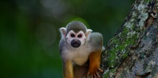 Por Reginaldo A. de Paiva – Antropofagia Ecológica