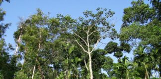 A fórmula da Nespresso para salvar suas cápsulas de café da mudança climática