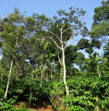 A fórmula da Nespresso para salvar suas cápsulas de café da mudança climática