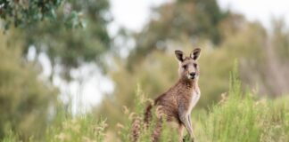 “Caixa preta” na Austrália vai coletar dados do clima para civilizações futuras