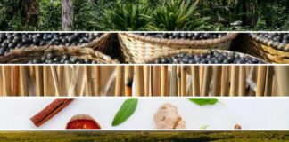 Série de eventos: Brasil e o Futuro da Bioeconomia