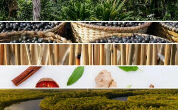 Série de eventos: Brasil e o Futuro da Bioeconomia