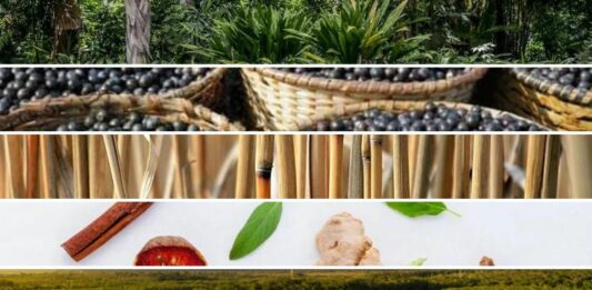 Série de eventos: Brasil e o Futuro da Bioeconomia