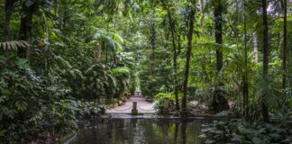 Encontro Aberto GT Amazônia e Bioeconomia – Bioeconomia da Sociobiodiversidade no Estado do Pará