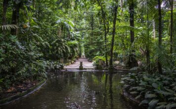 Encontro Aberto GT Amazônia e Bioeconomia – Bioeconomia da Sociobiodiversidade no Estado do Pará