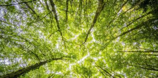 Como a neurociência pode nos ajudar a melhorar o meio ambiente?